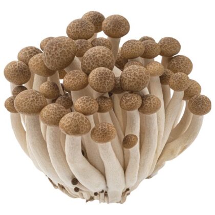 cogumelos